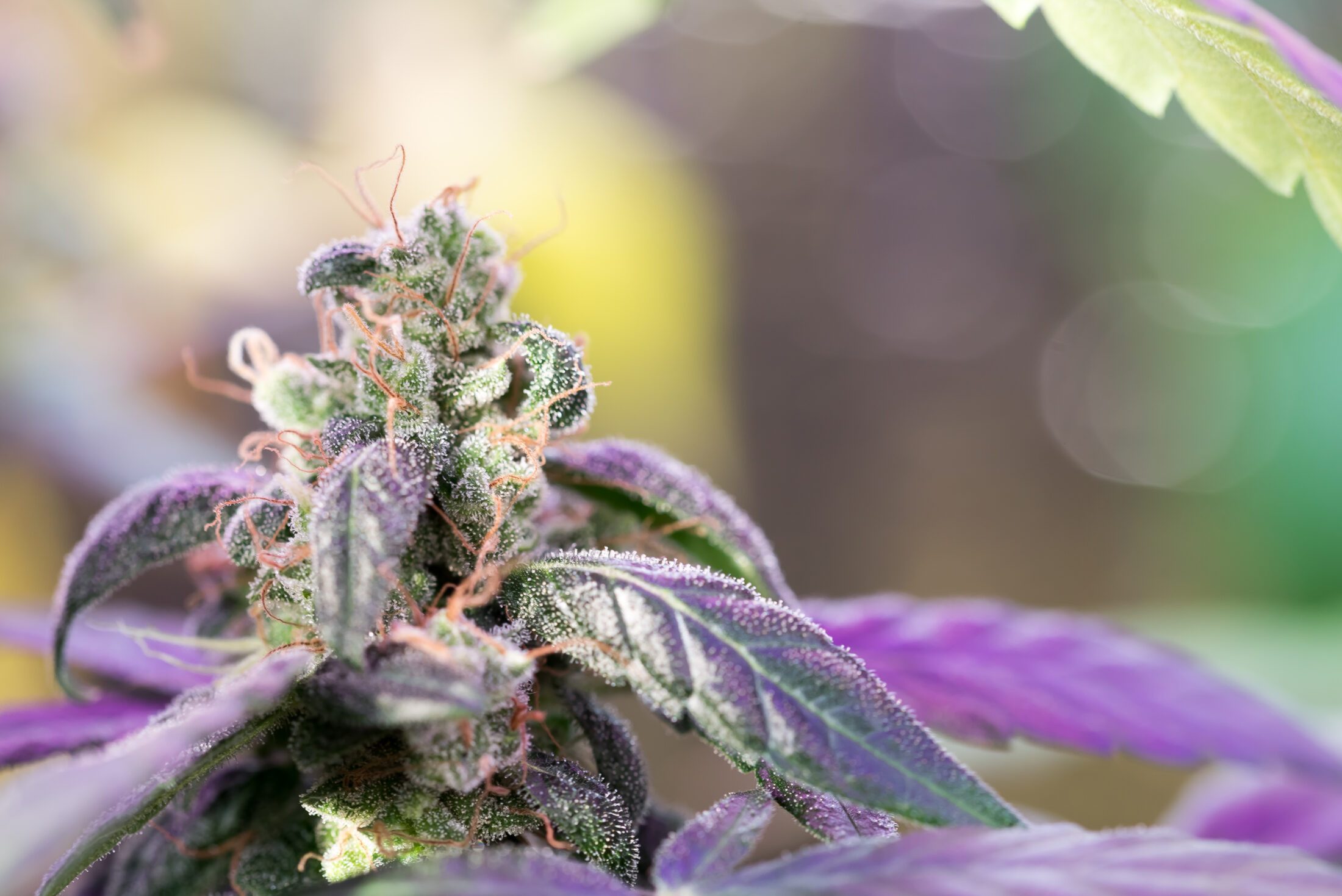 Closeup Of Cannabis Female Plant In Flowering Phase