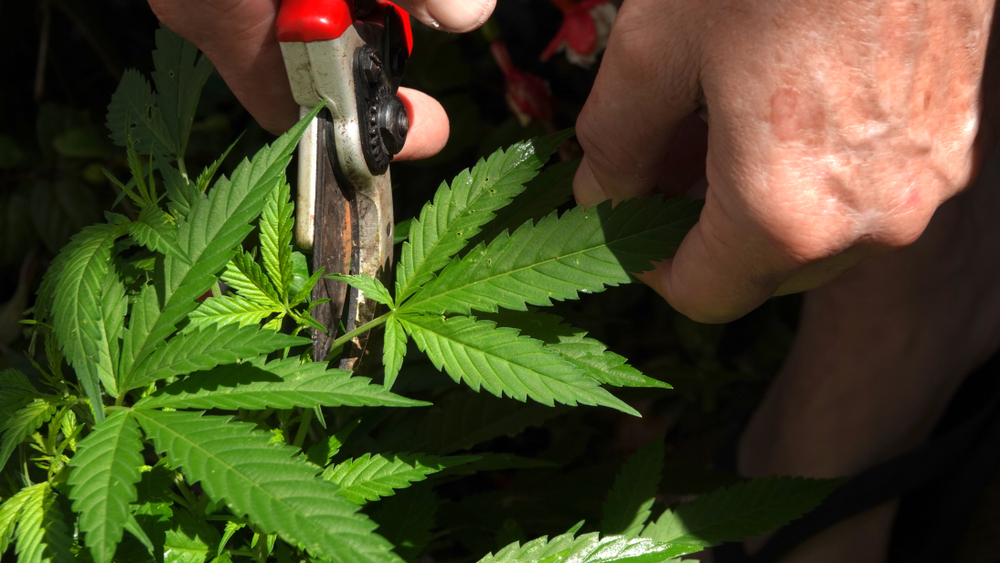 Backyard Marijuana Grower Trimming Off Water Leaves To Encourage