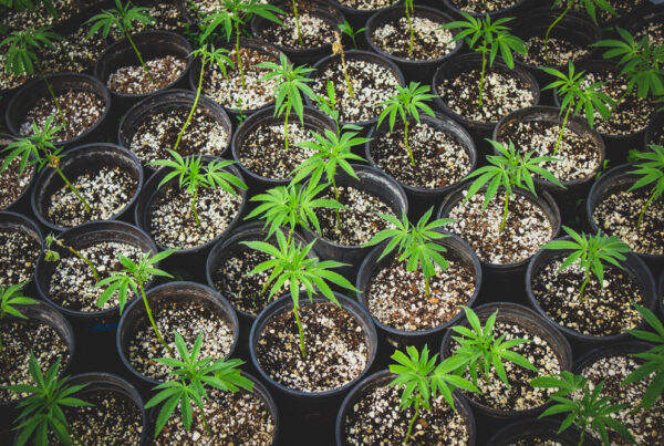 Nursery Growing Clones Of Cannabis Plants