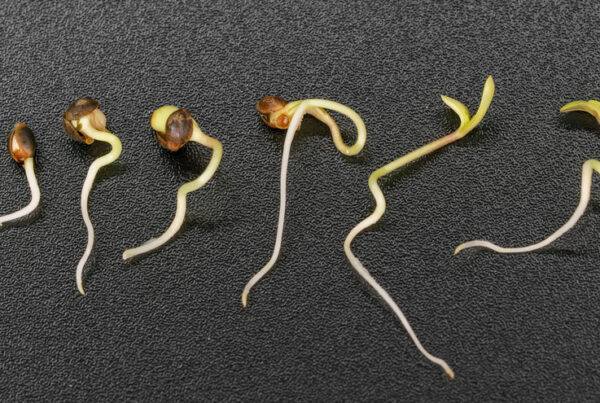 Timelapse,Of,Hemp,Seed,Germination,On,A,Black,Background