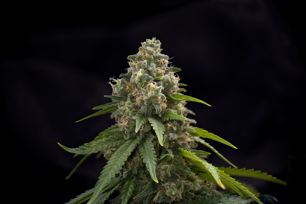 11 Best Cannabis Strains for ADHD